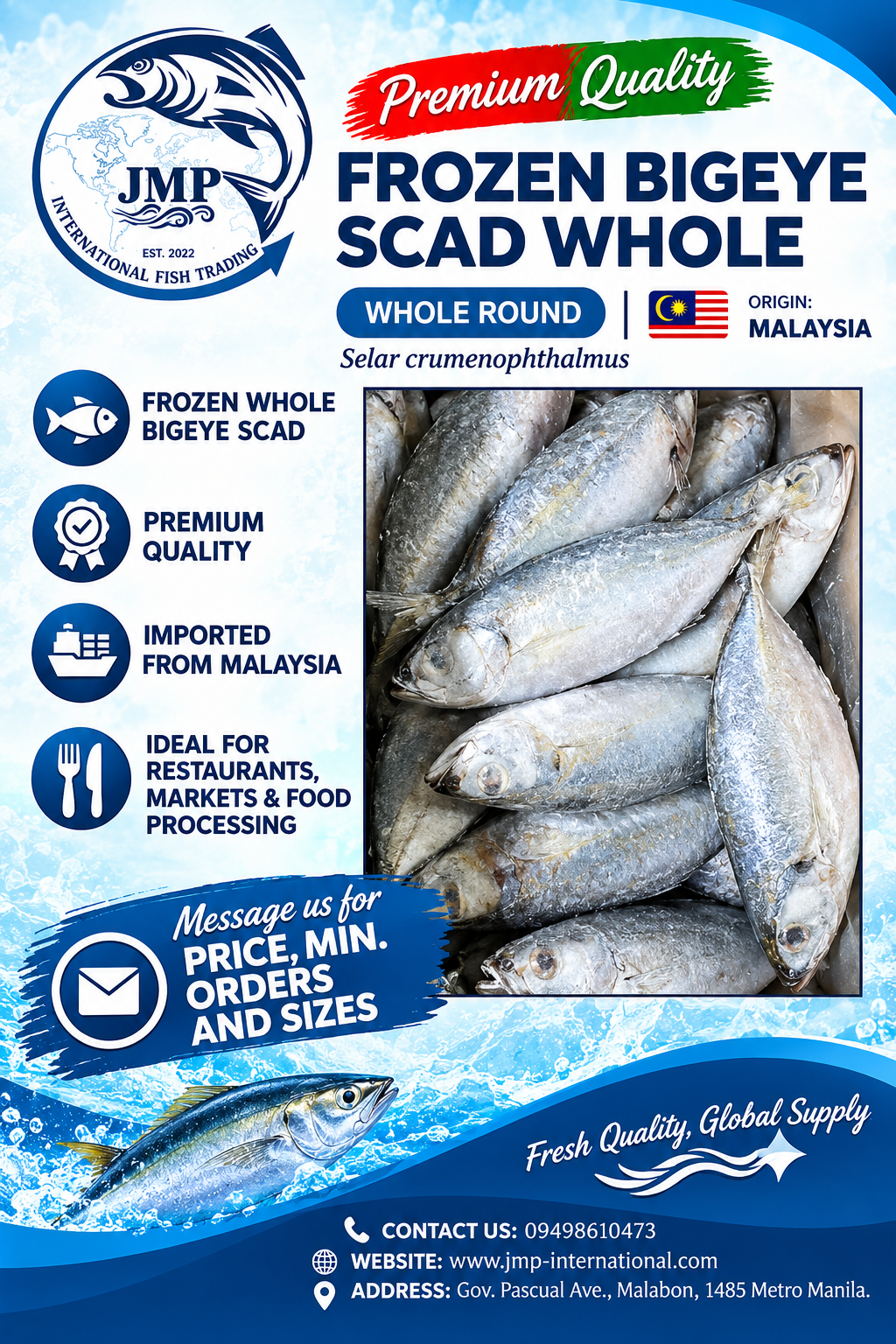 Frozen Bigeye Scad Whole